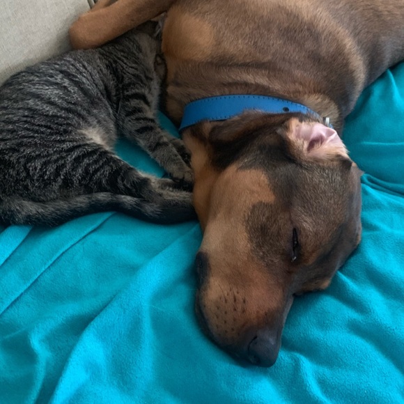 Meet your Posher, TB - Picture 5 of 8